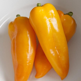 Mua HẠT GIỐNG ỚT CORNI VÀNG KHỔNG LỒ NGỌT