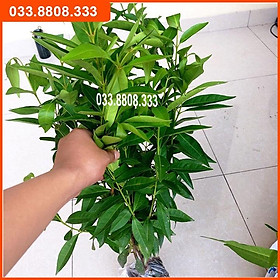 2 CÂY GIỐNG VỐI NẾP LẤY LÁ PHA NƯỚC UỐNG - CÂY GIỐNG KHỎE ĐẸP