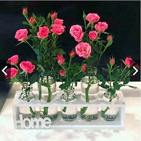Mua Kệ hoa văn phòng cửa hàng phòng khách sang trọng thoáng mát Sweethome