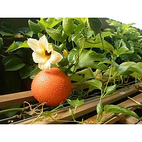 Mua Cây giống gấc nếp