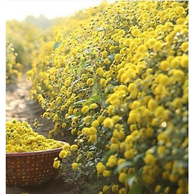Hạt Giống Trà Hoa Cúc Phú Nông - 1 gói 3gram