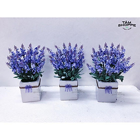 Mua Chậu hoa Lavender gốm vuông No.53