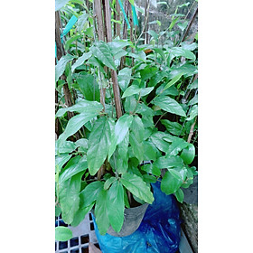 Mua Cây Tiêu Lớp