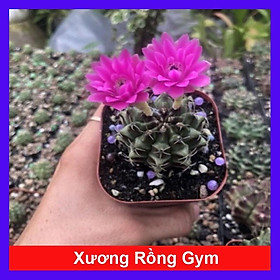 Mua Xương Rồng Gym - cây cảnh mini để bàn