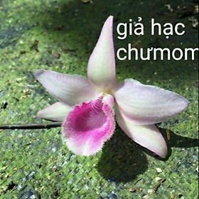 Mua Ho phong lan - giả hạc chưmomray