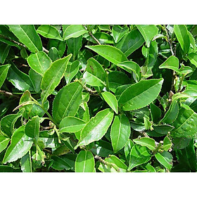 Mua CÂY TRÀ XANH  CÂY CHÈ XANH Thái nguyên