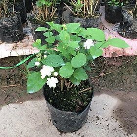 Mua Cây Hoa Nhài Hương Thơm Dịu. Nhiều Nhánh Xum Xuê (Đã Sẵn Hoa Và Nụ)