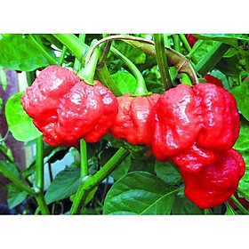 10 Hạt giống Ớt Carolina Reaper - Cay nhất thế giới -nhà trồng được