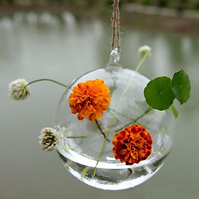 Chậu Thuỷ Tinh Treo Trồng Cây