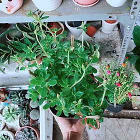 Mua Chậu mười giờ sam