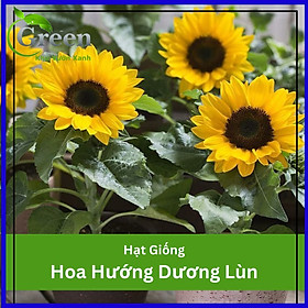 Hạt Giống Hoa Hướng Dương Lùn