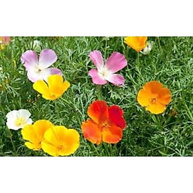 Hạt Giống Hoa Poppy đơn Nhiều Màu,hạt giống tốt - Gói 50 hạt
