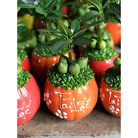 Cây tài lộc mẫu mới