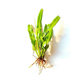 Mua Dương xỉ trang trí tiểu cảnh hòn non bộ Acrostichum aureum Linn - Rau ráng