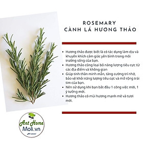 Bộ sưu tập các loại xô thơm thanh tẩy nhà cửa (Palo santo/white sage/blue sage/juniper/Cedar sage...)