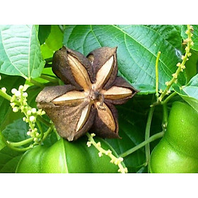 Mua Cây giống sachi