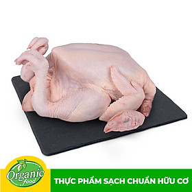 Gà ta thả vườn Organicfood  con 1.2kg-1.5kg