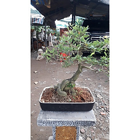 Tiểu Cảnh Cây Linh Sam Bonsai 5 Năm Tuổi
