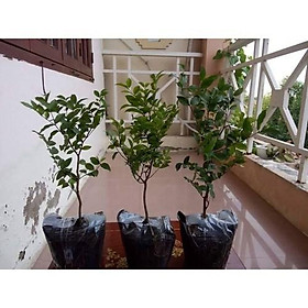 Mua Cây Nho Thân Gỗ Tứ Quý