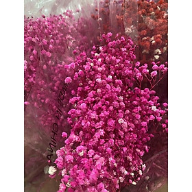 Mua Hoa baby ướp khô Gypsophila trang trí phòng ngủ  làm đồ hanmade  chụp hình cưới siêu xinh
