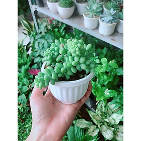 Mua Sen Đá Chuỗi Ngọc