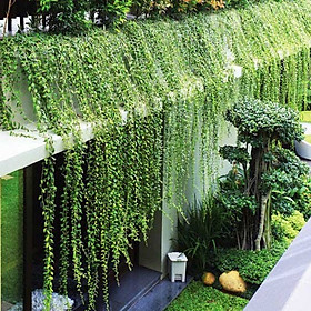 Bộ 7 Cây Cúc Tần Ấn Độ - Cây Trồng Hàng Rào, Cây Leo Trồng Ban Công Chống Nóng (Tặng Kèm Găng Tay & Xẻng Trồng Cây)
