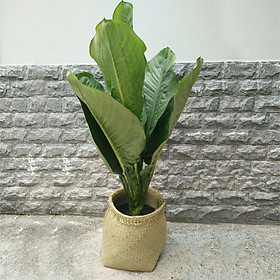 Cây Đại Phú Chậu Giỏ