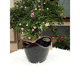 Mua Xô ngâm rượu vang 3 5 lít