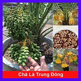 Cây Chà Là Trung Đông (Cây cao 30 - 40cm) + tặng phân bón cho cây mau lớn