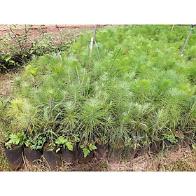 Mua CÂY GIỐNG THÔNG ba LÁ      BẦU NHỎ CÂY CAO 20 CM NHƯ HÌNH   (   frEEship Extra + hoàn xu Extra +     GHN ExPrEsS  