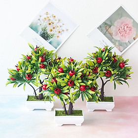Chậu cây lựu đỏ trang trí tươi mới sinh động