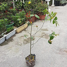 Mai tứ quý cao 1,5 m - Tăng phân trùn quế
