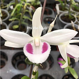 BẢNG LAN PHI ĐIỆP 5 CÁNH TRẮNG PHI VÂN TUYẾT - HOA ĐẸP, CỰC HIẾM, MẶT HOA CHUẨN - HÀNG GIEO HẠT, CÂY Y HÌNH