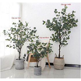 Mua Cây Bạch đàn cao 1m3 - cây giả