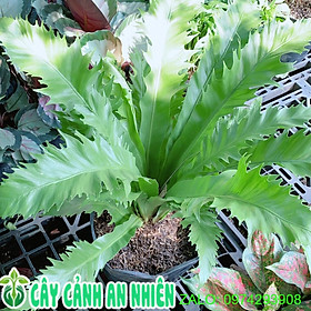 Mua Cây Tổ Quạ ( Ổ Phụng)
