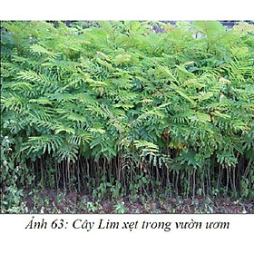Mua cây gỗ lim xanh giống  cây đẹp  nguyên bầu  giá trị kinh tế cao