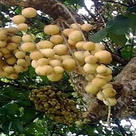 CÂY GIỐNG BÒN BON SIÊU NGON
