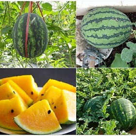 Hạt giống dưa hấu ruột vàng dể trồng f1 -gói 10 hạt