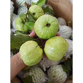 Mua CÂY GIỐNG ỔI NỮ HOÀNG SIÊU NGON SIÊU QUẢ- CAM KÊT GIỐNG CHUẨN F1