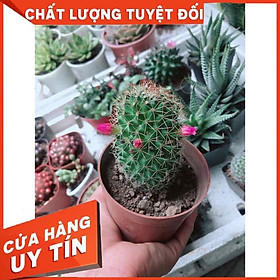 Xương rồng  Nhiều Người Mua