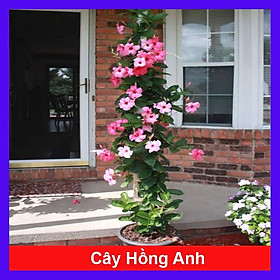 Cây Hồng Anh - cây cảnh vườn - cây trồng ban công + Tặng phân bón cho cây mau lớn