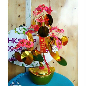 Cây kim tiền tài lộc hoa đào 35-40cm phk shop