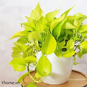 Mua CHẬU CÂY TRẦU BÀ VÀNG  LOÀI CÂY SANG TRỌNG  QUÝ PHÁI  VƯỢNG TÀI LỘC CHO GIA CHỦ