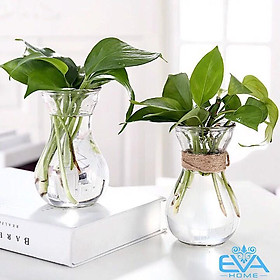 Mua Combo hai bình bông thủy tinh trồng cây thủy canh quốc dân( miệng loe)