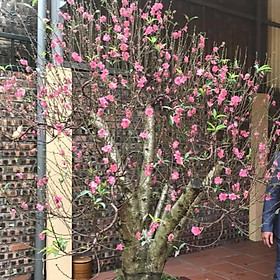 Cây hoa Đào Tết mẫu số 020