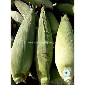 Mua 1KG Hạt Giống Bắp Nếp Nù Dẻo Ngon (A1.404|A7)