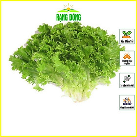 Mua Hạt giống Xà Lách Xoăn Xanh Chịu Nhiệt Trồng Quanh Năm  Sinh Trưởng Tốt (gói 5 gram) - Hạt giống Rạng Đông