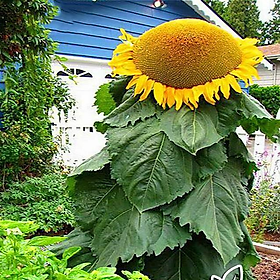 Mua Hạt Giống Hoa Hướng Dương Khổng Lồ -Dễ Trồng Dễ Chăm Sóc