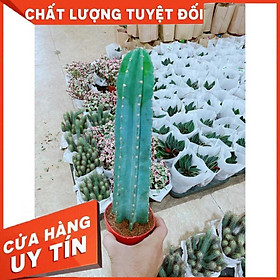 Cây Xương Rồng Trụ Lớn 40cm