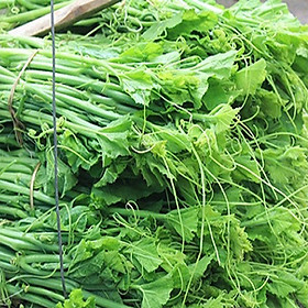 Mua Hạt giống Bí siêu ngọn F1 - Nảy mầm cao Titapha